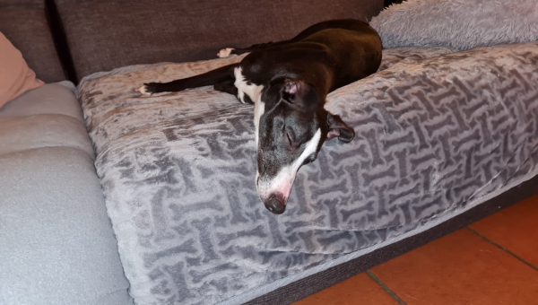 Welcome kleiner Bibi....